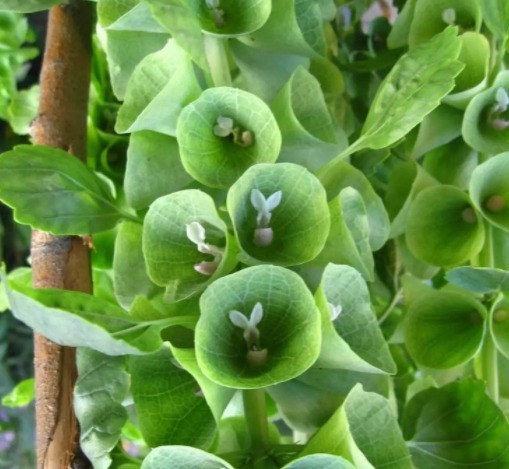 贝壳花人称”环保小助手“，这几个妙招学会，轻松爆盆，花开串串