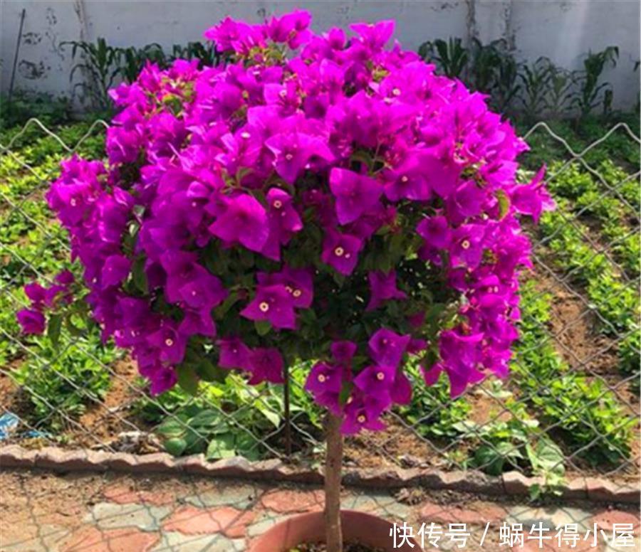 天气回暖,三角梅养护有妙招,早做3件事,花比叶子多,轻松爆盆