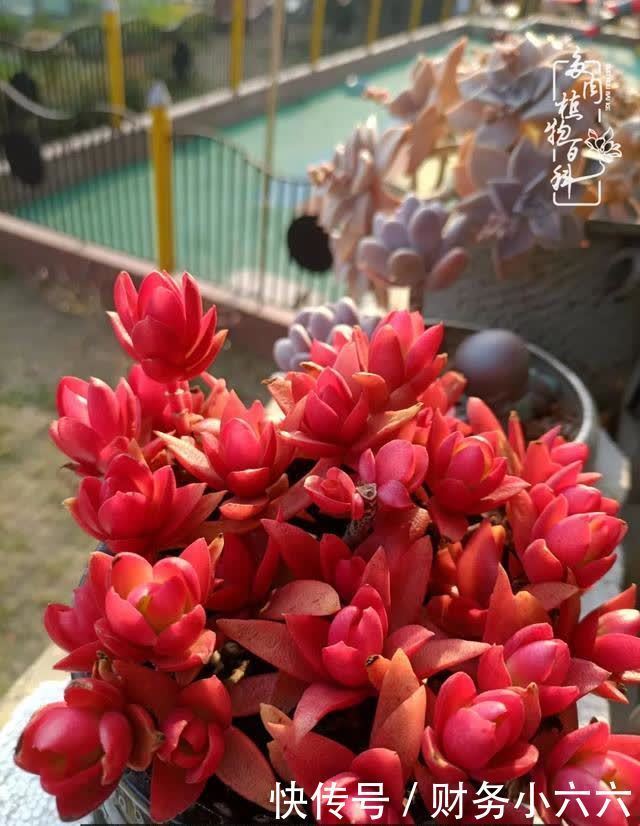 揭秘:那些干净又温暖的多肉照片从哪里来?