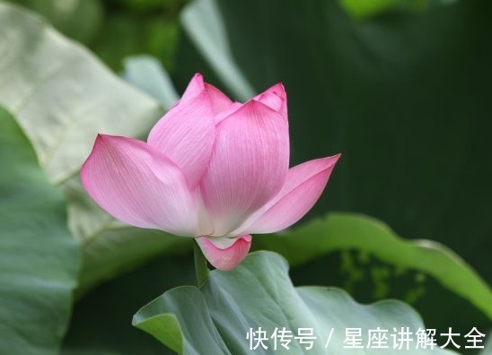 好运|步入9月上旬，吉星伴身，4属相桃花朵朵，幸福来敲门，欢乐相随