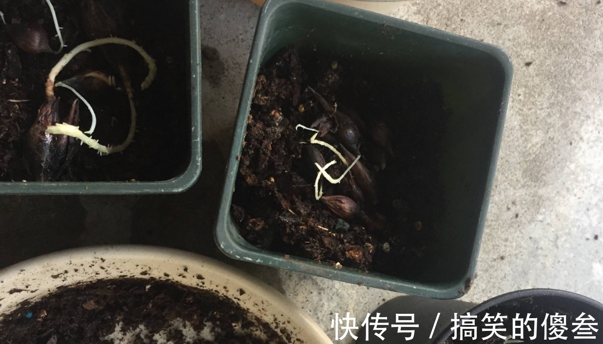 这九种花，随便扔土里，就能长成一片，开花不断