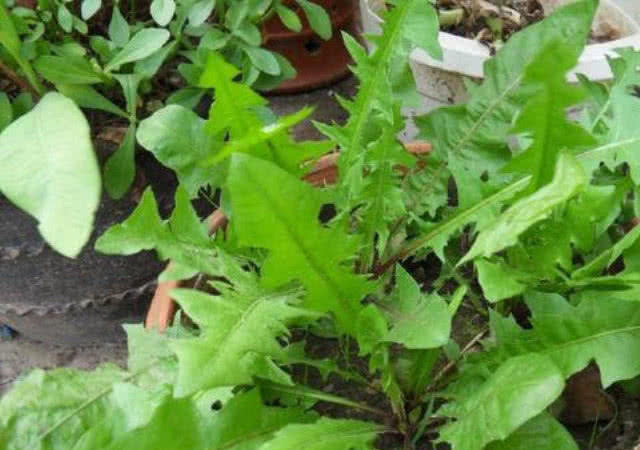 好吃|此种野草,人称“尿床草”,一身都是宝,采一棵盆栽好看又好吃