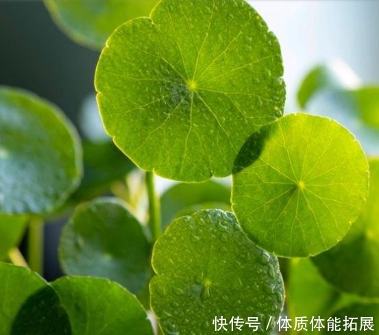 不喜欢太折腾,就养3种花吧,不管天气如何多变,都能长得旺!