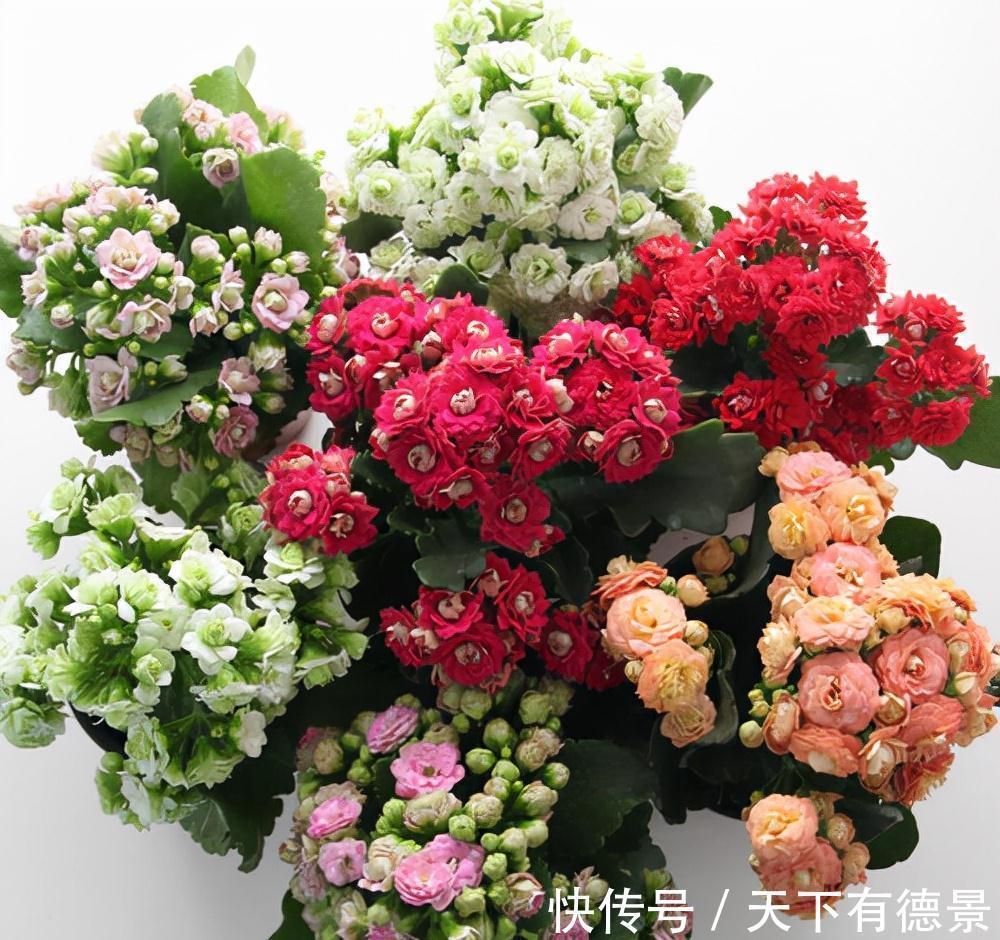 适合懒人养的“6种花”,不只是好养,还寓意好,利于健康