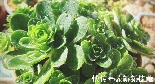 姬星|新手养肉难？这些好看又好养的多肉，非常适合新手！你都养过吗？