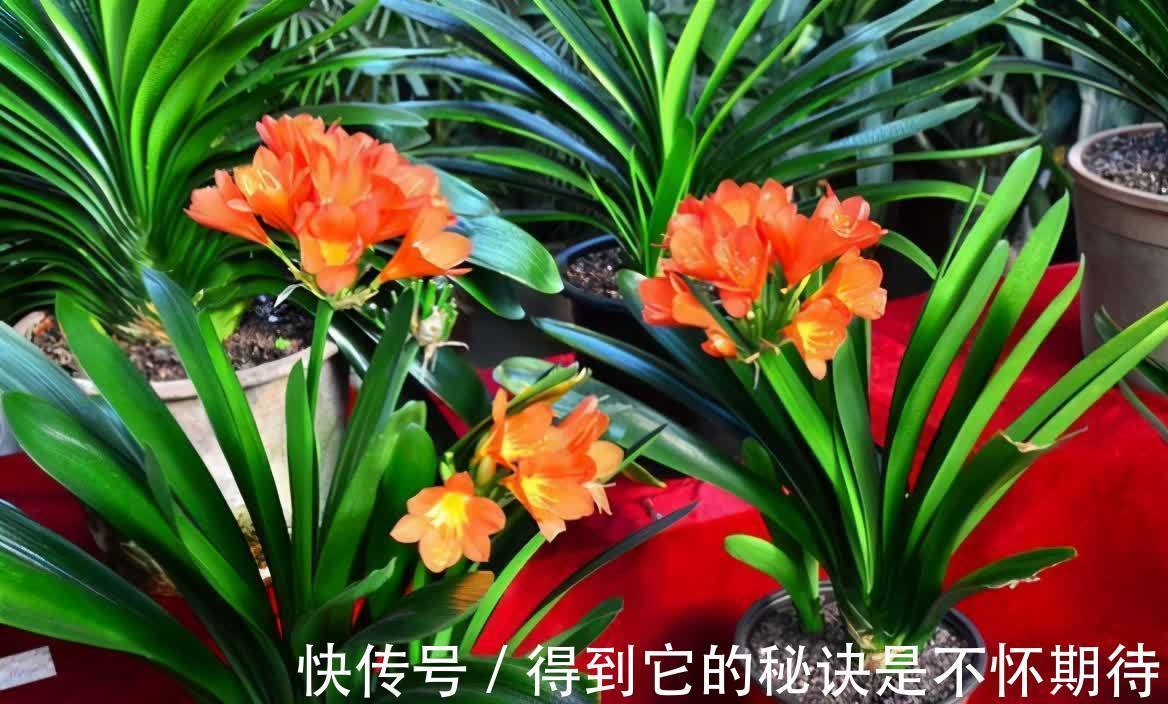 光合作用|君子兰进入生长期,春天做好“3足”,新叶长得多,整齐又油亮