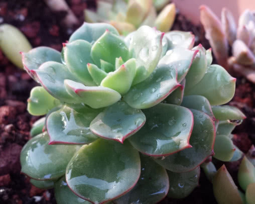 多肉凝脂莲怎么养更饱满教你3个小妙招，养出红润璀璨的凝脂莲