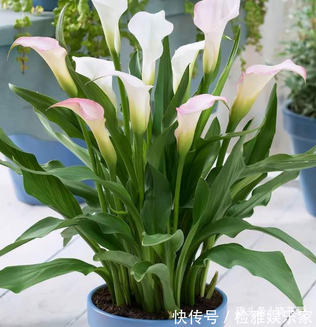 叶片|8种“喜水花”，不怕浇死了，越浇水长得越旺，手不勤养不活