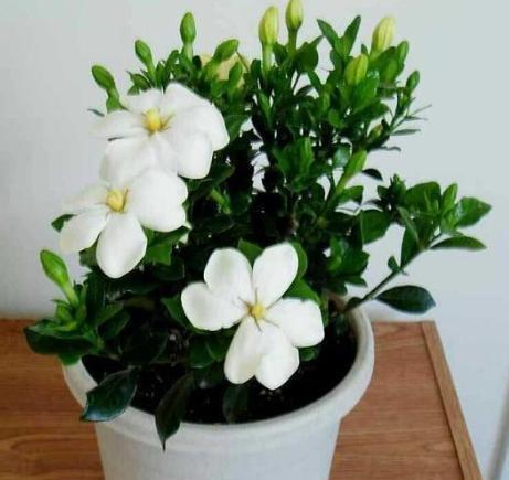 浇花|养花自制“生根水”,方法超简单,不花钱,还好用!