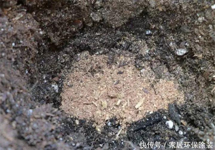 鸡蛋戳个洞,埋盆里1年不用施肥,三角梅疯狂开花