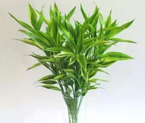 阳台|最受欢迎的4种花,不用费心管,就能旺盛生长,养盆放阳台美极了