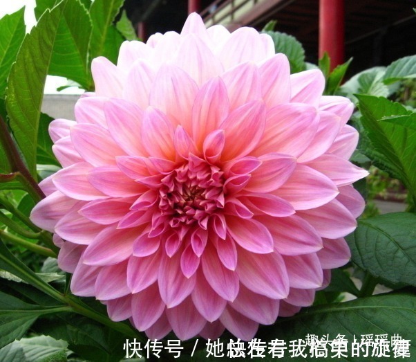 花姿|此花外形奇特品种极多，花姿优雅霸气傲然，是寿比南山的好寓意