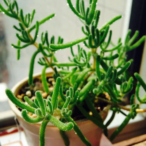 多肉中的贵族——枝干番杏，叶片呆萌，花色漂亮！