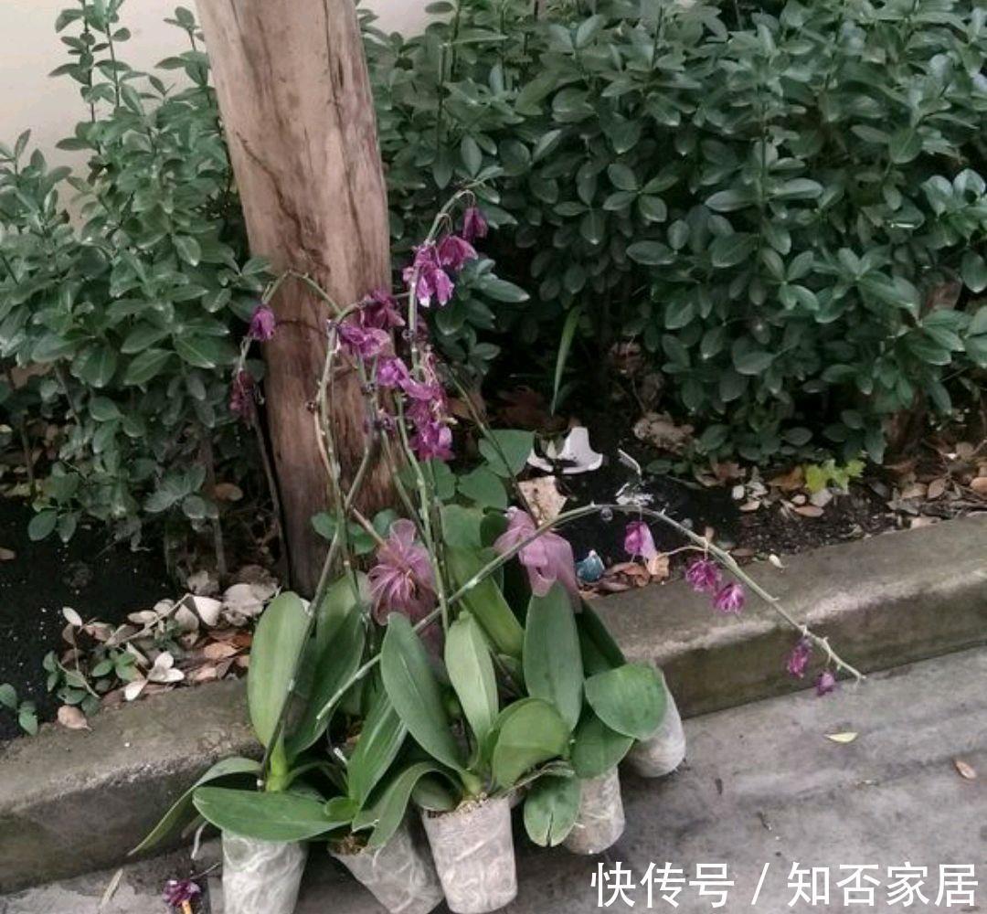 垃圾箱|垃圾箱常见的“3种花”,赶紧捡回家,剪一剪,来年美得不像话