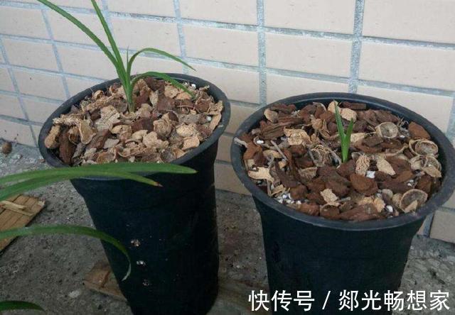 秋季养花要换盆,这几种情况换盆是“自寻死路”,不到冬天死翘翘