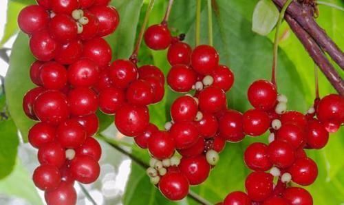 毒素|肝毒的“天敌”找到了，坚持每天吃一些，肝脏干净又健康！