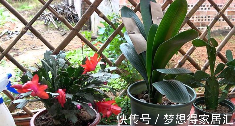新手养君子兰,3种补肥轮流用,一年长出6片叶子,绽放层叠群花
