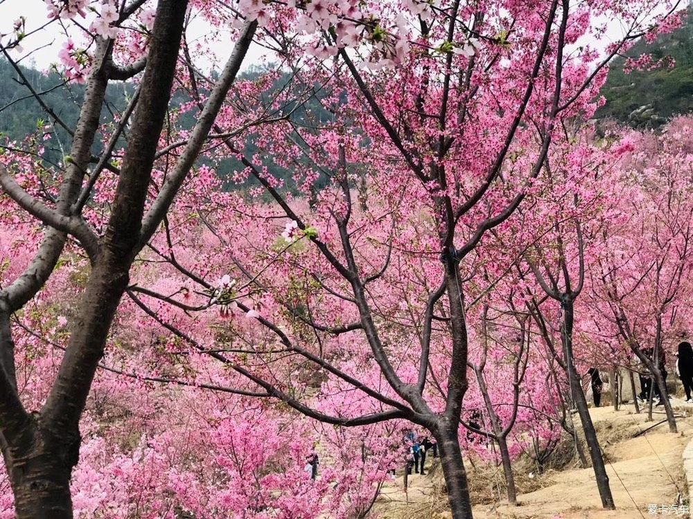 邂逅那片花海