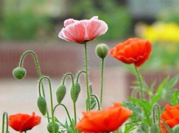 8种有害气体的“天然检测员”，好看又实用，养在家里是一宝