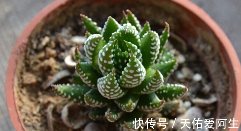 多肉|这5种十二卷属多肉养护简单,盆栽不易黑腐烂根,值得新人入坑