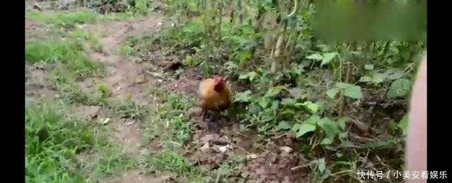 妈妈让两岁儿子去外婆家借酱油，结果儿子犯迷糊，拎回来一只鸡！