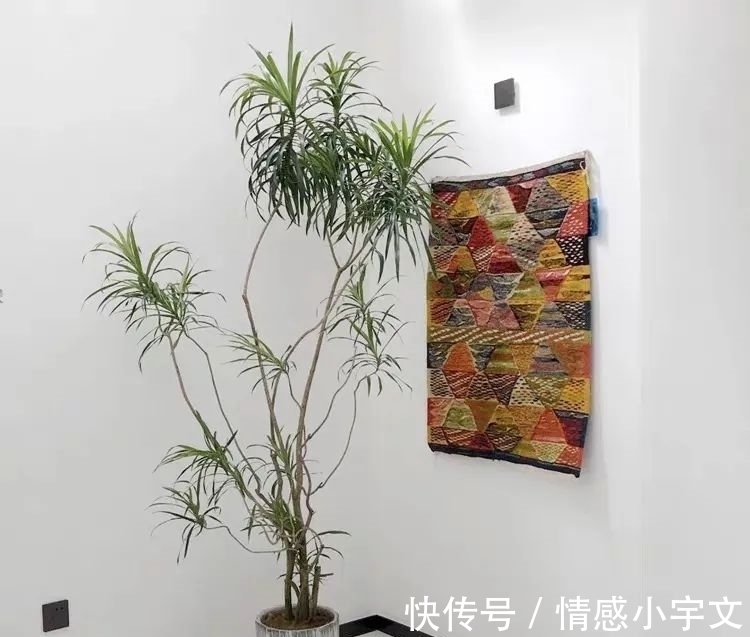 推荐八种镇宅辟邪的植物，家里养一盆，护宅守家保平安