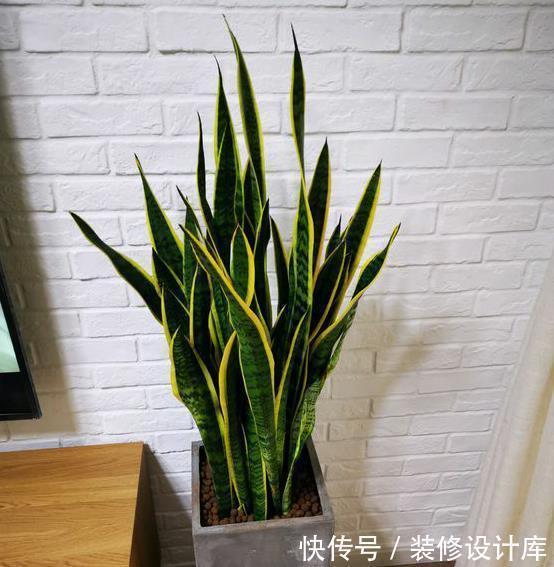 地暖|冬季降温后,虎皮兰入室有“三怕”,避免才能安稳过冬天!