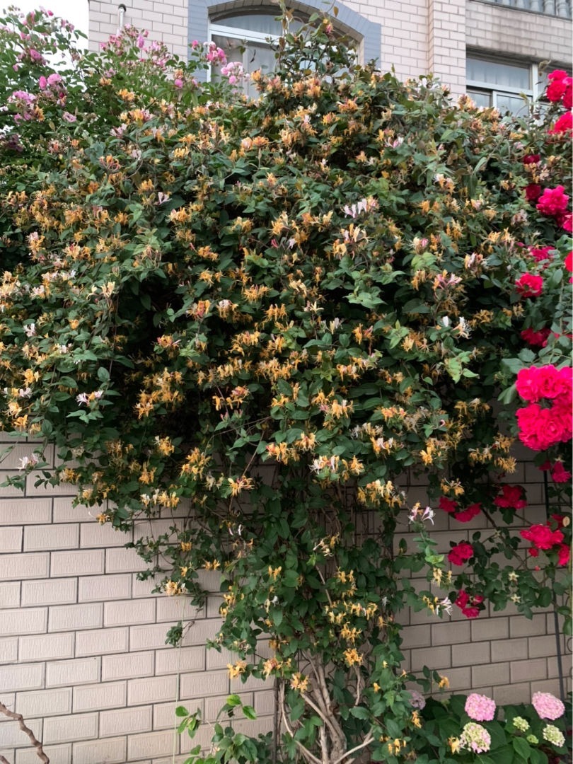 4种爬藤花,爬墙而不伤墙,开花好看,可以放心养!