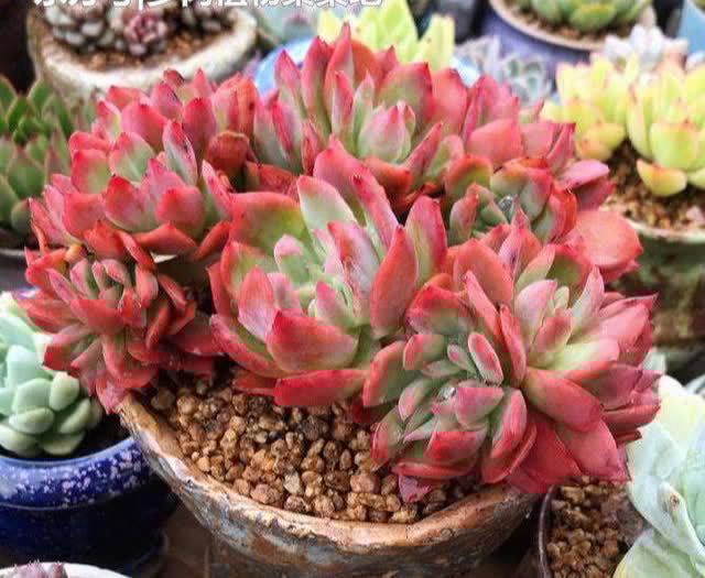 一年四季养多肉,记住浇水3句话,不烂根不化水,姹紫嫣红好状态