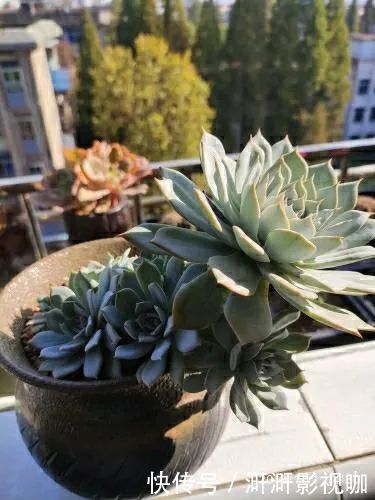长势|为提升免疫力而养多肉植物，养肉后，体弱的我身体越来越好！