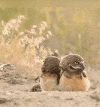 |搞笑GIF:搭讪碰了一鼻子灰之后成精!自己化解了自己的尴尬!