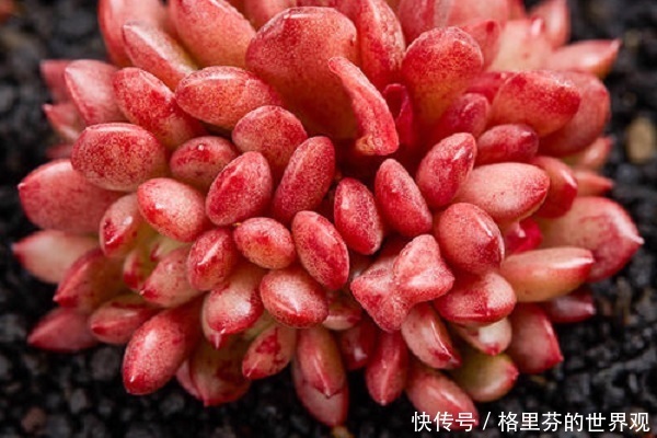 多肉红宝石,颜值超高的,怎么起来很简单,注意几点就好