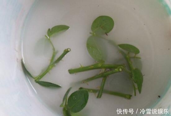 扦插月季,就选“1种”枝条,生根快、易成活,30天成为月季大户