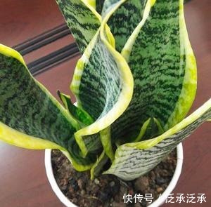 室内养5种花不能多浇水,水一多就烂根,救都救不回来!