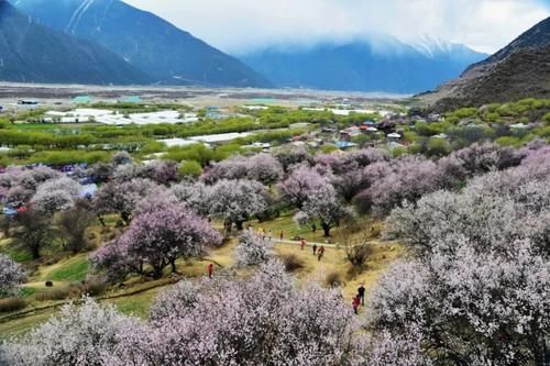 急速蹿红的赏花圣地，3月开始美到极致