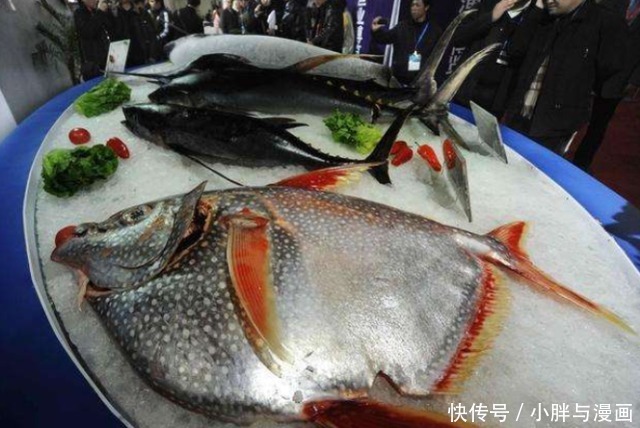 追捧|日本人为什么追捧月亮鱼,把鱼切开那一刻,唯美食不可辜负!