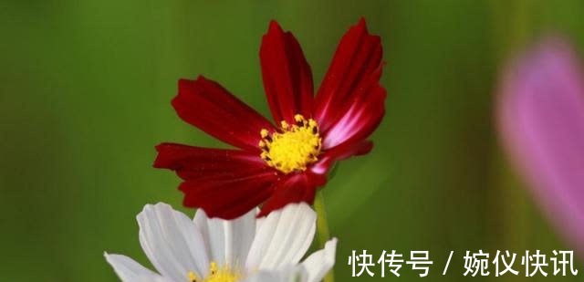 因为爱情|3天后，桃花再开，爱情重来，不舍旧爱，重归于好，终于如愿以偿