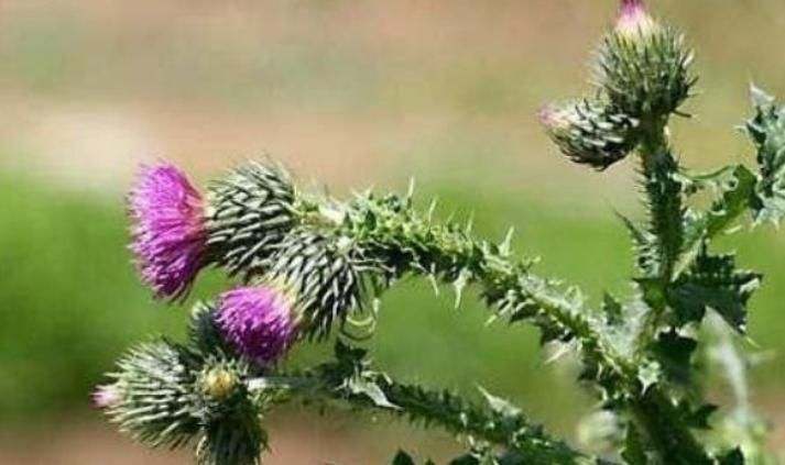 鄉(xiāng)下野外不起眼的野菜，渾身是刺也全是寶，城里人花錢也買不到！