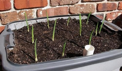 立春前后挑些发芽的生姜，按“这要求”养，观赏、食用两全了