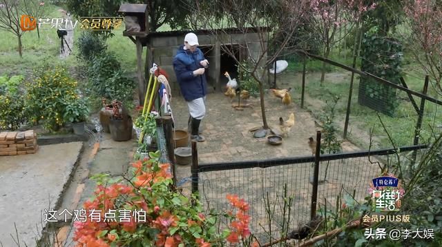 同样是怕鸡，张艺兴受宠彭昱畅被呵斥，待遇差距透露《向往》走向