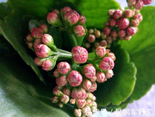 此种大饼子扔盆里，长寿花开花爆盆，连开二三次，叶子沾土就活