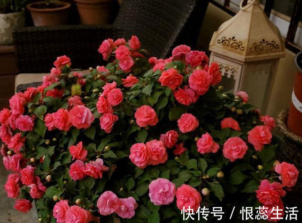 一年365天都在开花，花量大到爆盆，花美如月季山茶，南北都好养