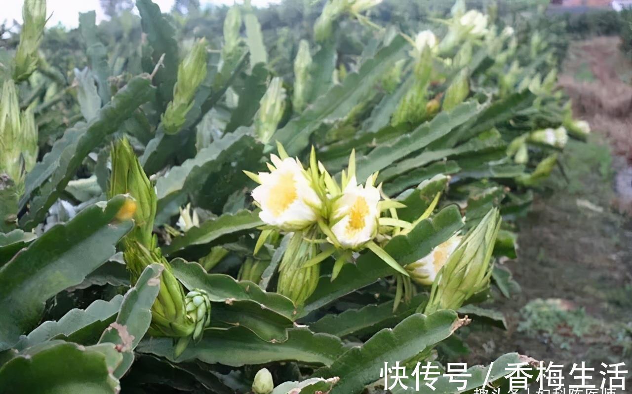 陈医师|聪明人爱吃3种食物,清理肠胃,排毒抗衰,越吃越健康!