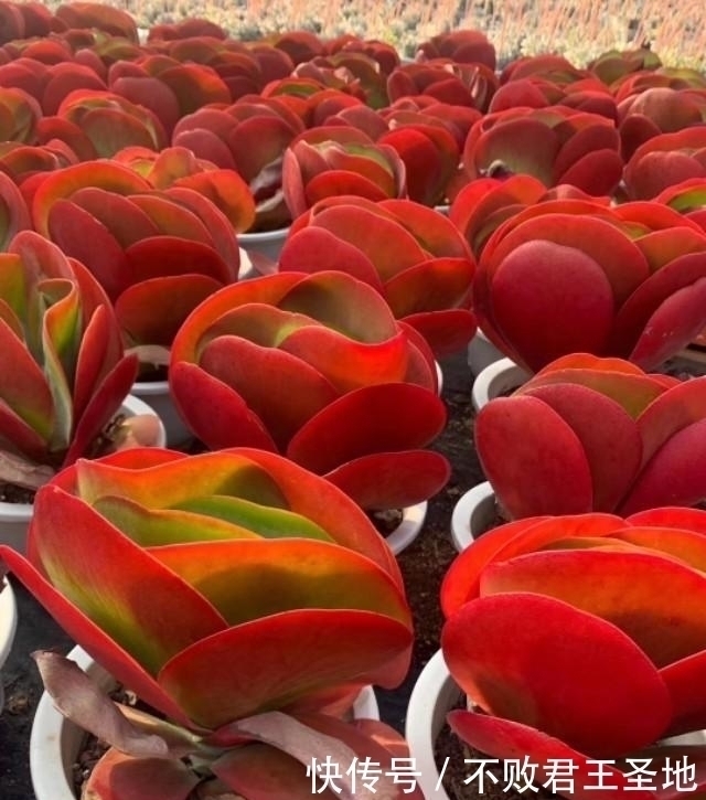 叶片|多肉植物唐印夏季怎么养注意3点,叶片舒展根系多,繁殖要赶紧