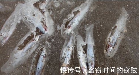 俄罗斯|冬季俄罗斯小哥在结冰湖面凿了个大洞,结果水面堆满了数千条鱼!