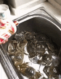 |搞笑GIF:哥们,你还真是土豪,用茅台酒喂螃蟹