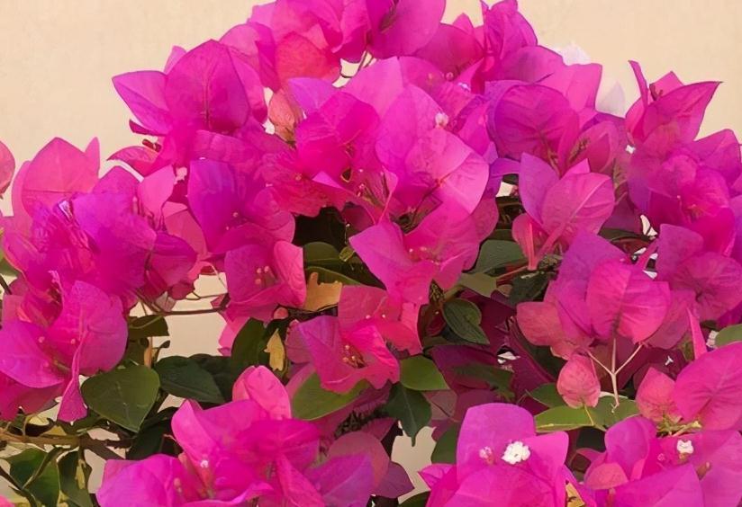 3盆花很怕冷，入冬后养室内，做好保暖很重要，别大意了