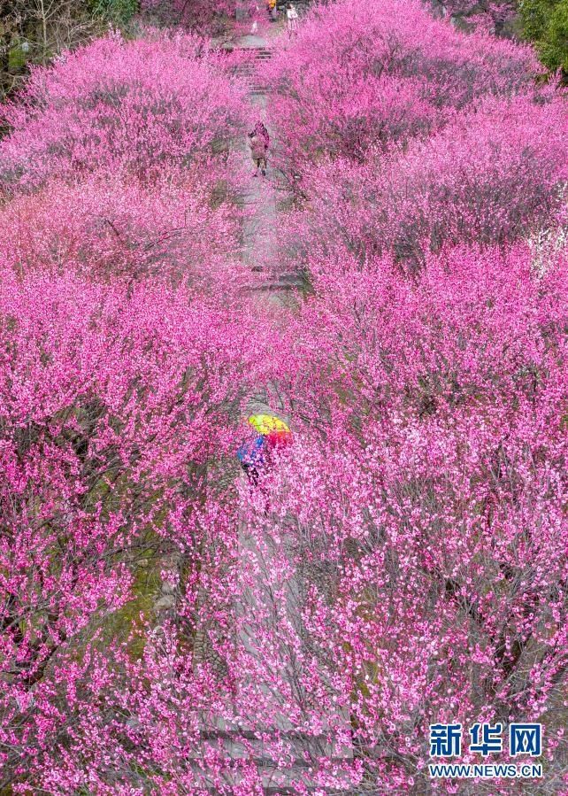 浙江余姚:梅花盛开迎客来
