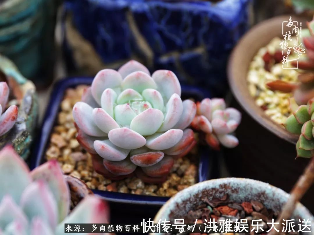 橙梦露|笼子里露养的多肉，越养越美！有多肉的日子伴着小确幸！