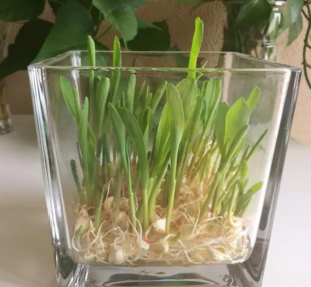 丢一把种子到水里，7天冒出小森林，越热越长个！绿植盆栽不用买